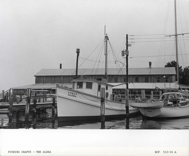 The BCF fishing vessel ALOSA Picture