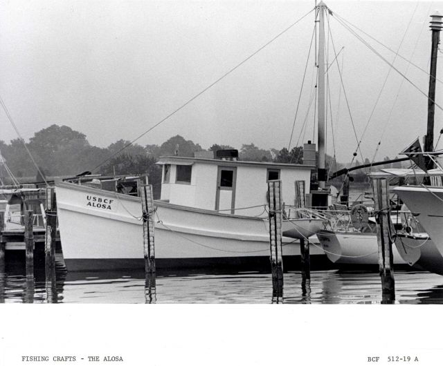 The BCF fishing vessel ALOSA Picture