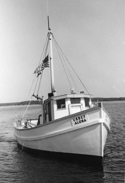 The BCF fishing vessel ALOSA Picture