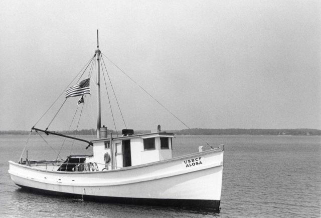 The BCF fishing vessel ALOSA Picture