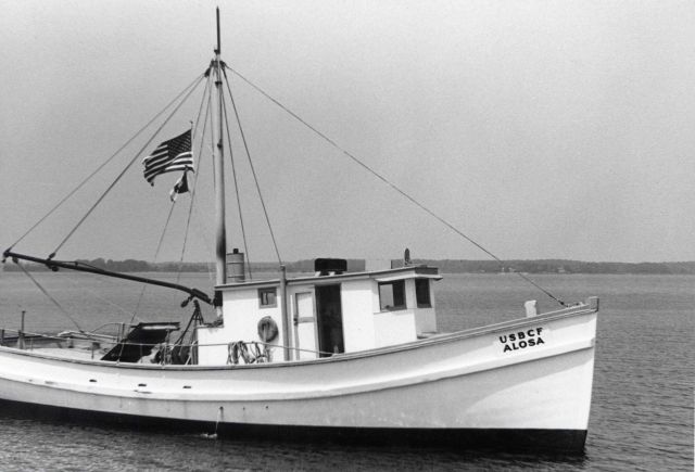 The BCF fishing vessel ALOSA Picture