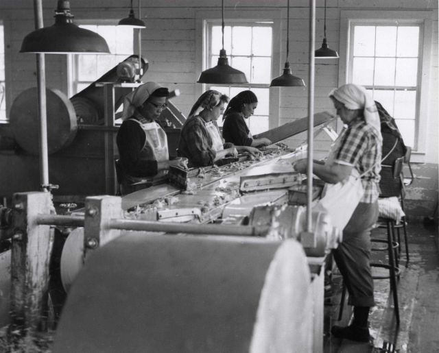 Processing razor clam meat Picture