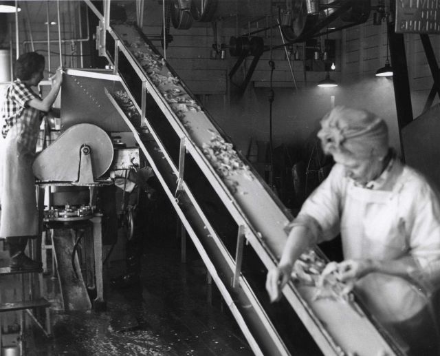 Clam meat on a conveyor belt Picture