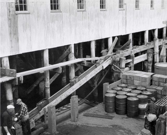 Razor clams being moved from the dock to the cannery Picture