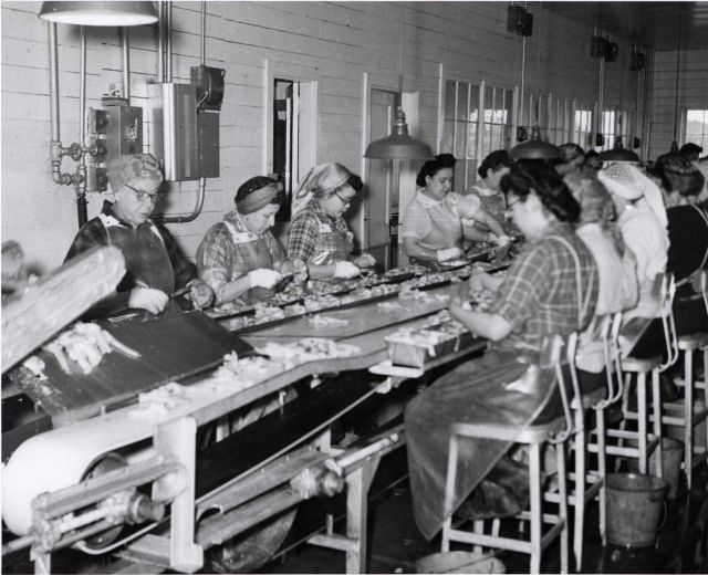Women on the clam processing line Picture