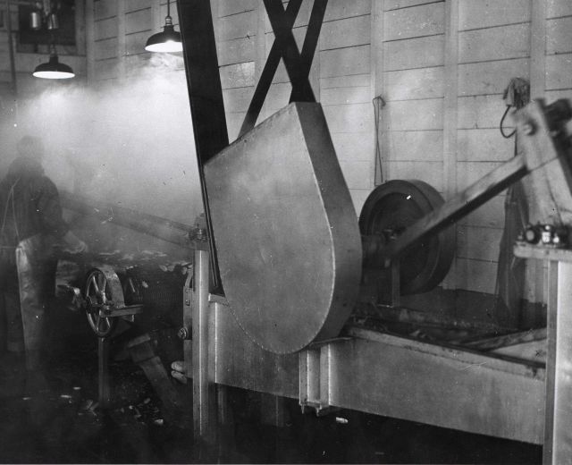 Processing razor clams Picture