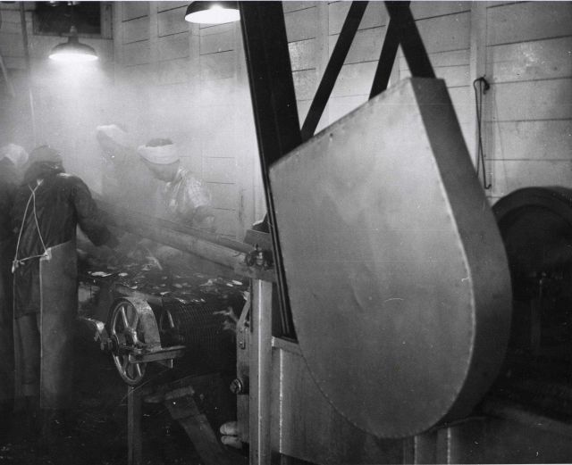 Processing razor clams Picture