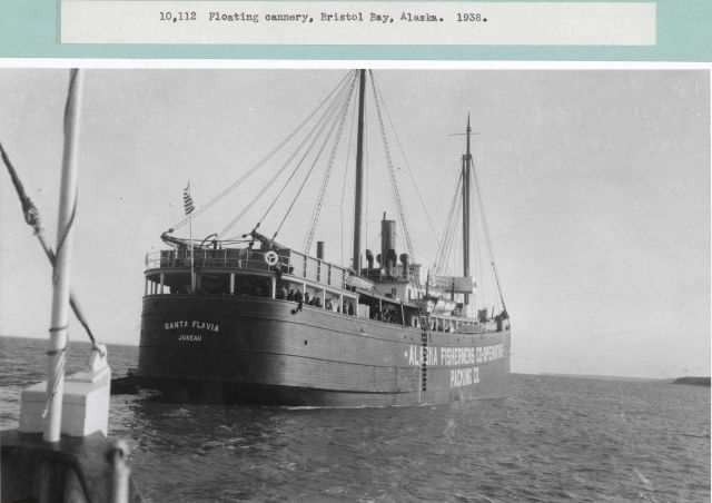 A floating cannery ship SANTA FLAVIA owned by the Alaska Fisheries Co-operative Packing Company. Picture