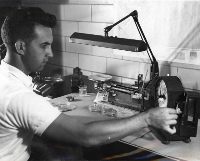Scientist weighing ova obtained from striped bass Picture