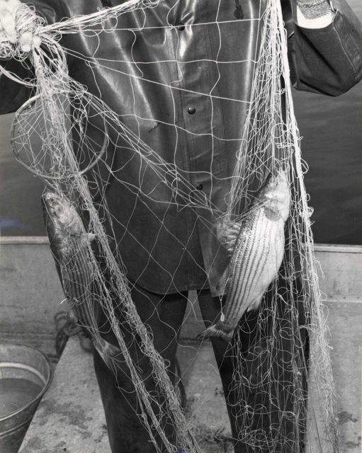 Fish tagged with nylon streamer tag caught in a nylon gill net. Picture