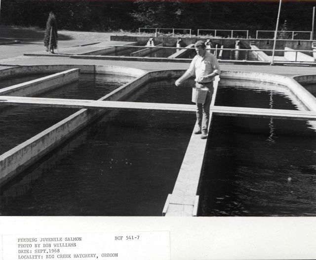 Feeding juvenile salmon Picture
