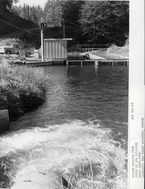 Salmon holding pens Picture