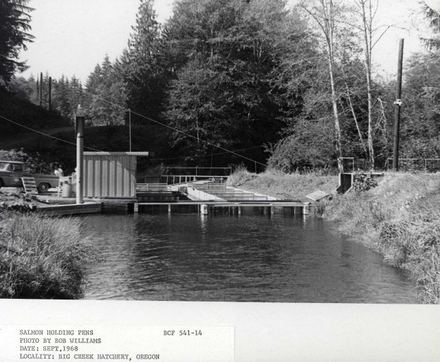 Salmon holding pens Picture