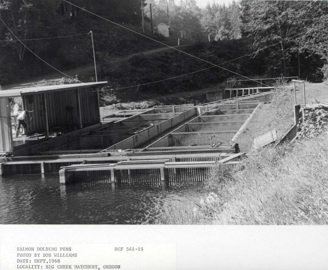 Salmon holding pens Picture