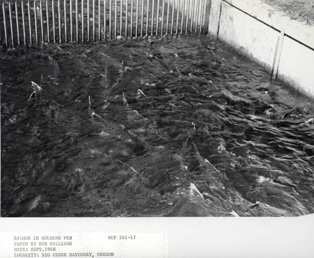 Salmon in holding pens Picture