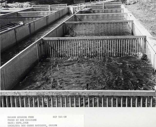 Salmon holding pens Picture