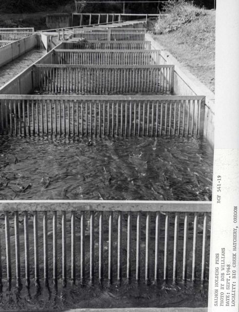Salmon holding pens Picture
