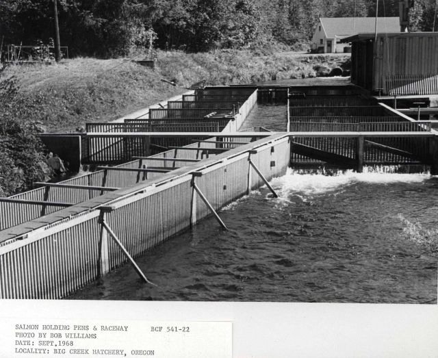 Salmon holding pens and raceway Picture