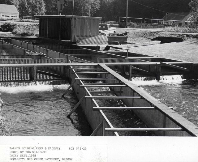 Salmon holding pens and raceway Picture