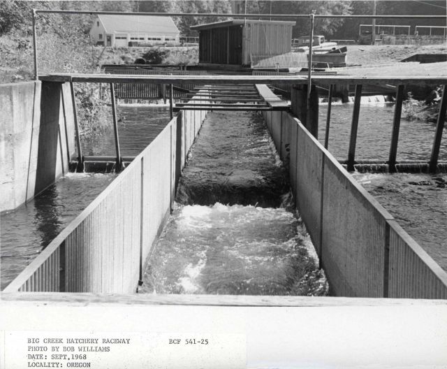 Big Creek Hatchery raceway Picture