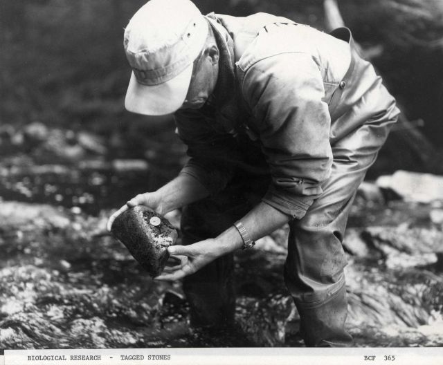 Biological research - tagged stones Picture