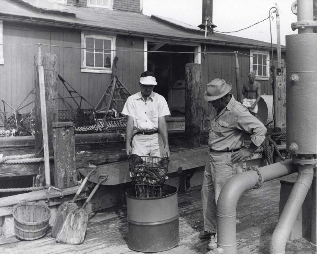 Clyde Mackenzie, fisheries biologist, and shellfish industry workers experiment with a chemical treatment to remove competitive plant and animal growt Picture