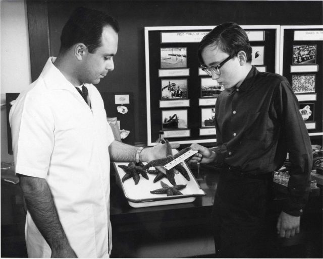 Fishery biologist Anthony Calabrese and Perry Buddington, a biological aid, examine starfish used in predator control experiments. Picture
