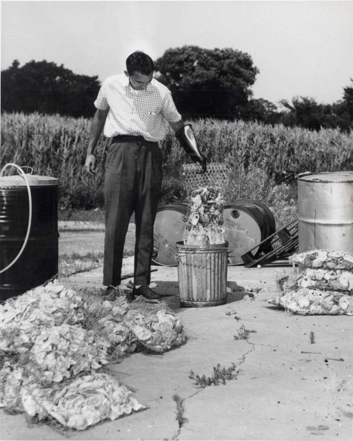 Clyde Mackenzie, fisheries biologist, Program Leader for Predator Control, is shown dipping cultch material for testing of a chemical coating on shell Picture