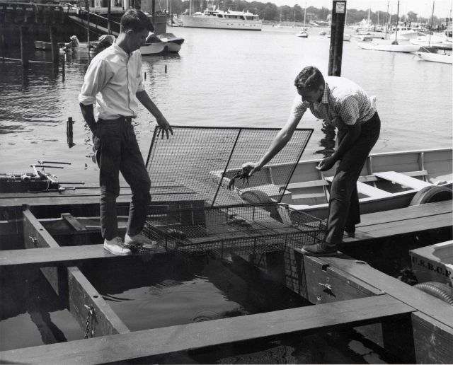 Russell Clark, biological aid, and Clyde MacKenzie, fishery biologist, examine juvenile lobsters that were exposed to predator control treatments as m Picture