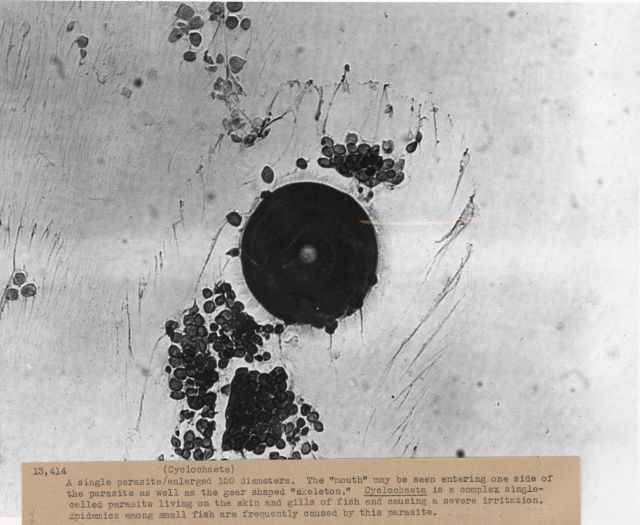 A single parasite (Cyclochaeta) enlarged 150 diameters Picture