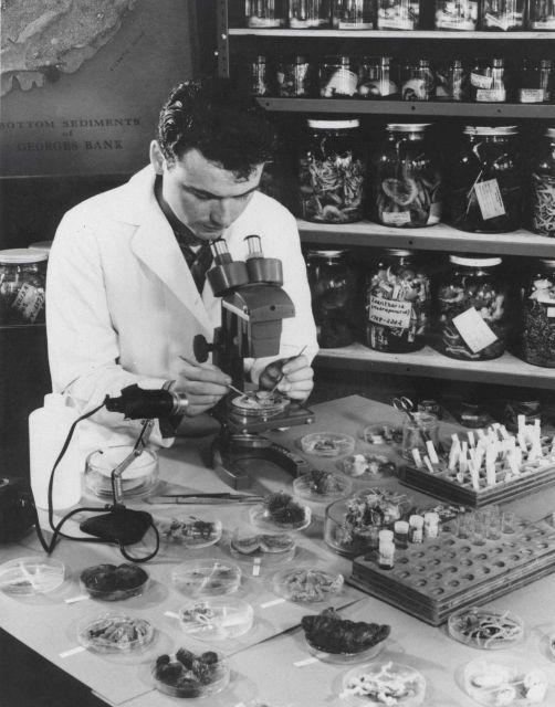Fishery biologist at BCF Biological Laboratory at Woods Hole identifying bottom-dwelling invertebrates from the New England fish grounds. Picture
