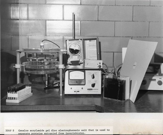 Canalco acrylamide gel disc electrophoresis unit that is used to separate proteins extracted from invertebrates. Picture
