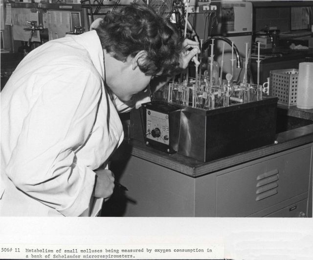 Metabolism of small molluscs being measured by oxygen consumption in a bank of Scholander microrespirometers. Picture