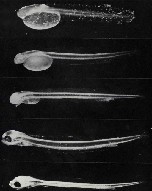 Larvae produced from B Picture