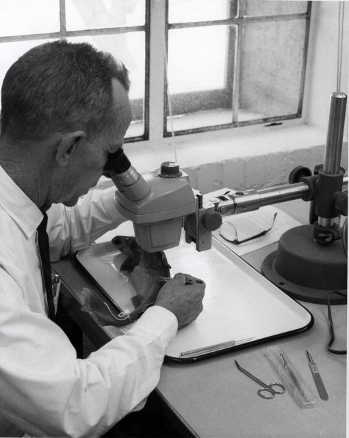 Taxonomic studies may have many ramifications Picture