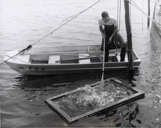Collecting fish from a fish trap for laboratory studies Picture