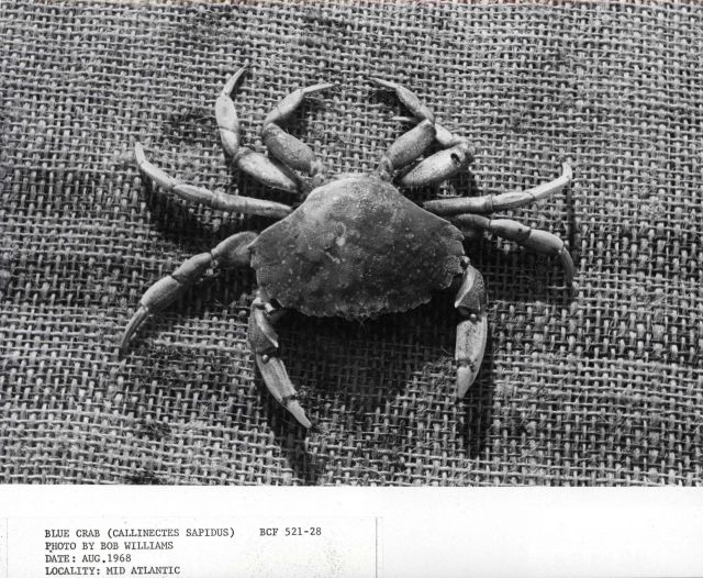 Blue crab (Callinectes sapidus) Picture