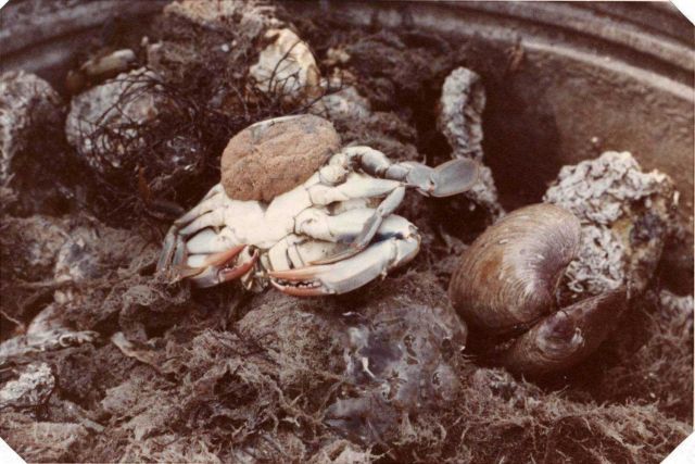 Blue crab (Callinectes sapidus) with sponge and a soft clam Picture