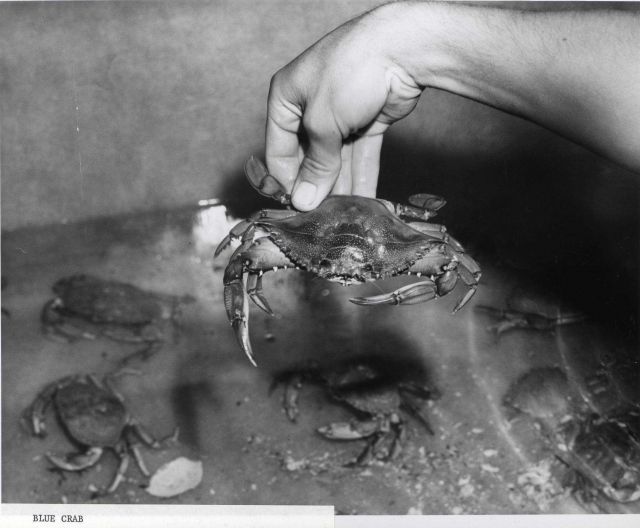 Blue crabs (Callinectes sapidus) Picture