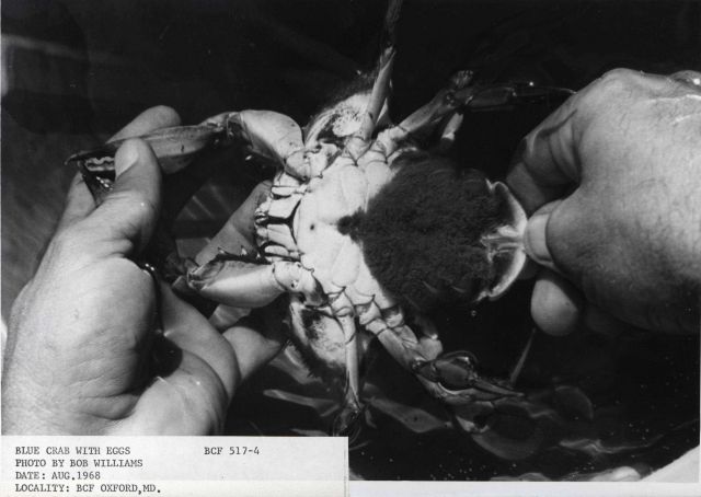 Blue crab (Callinectes sapidus) with eggs Picture