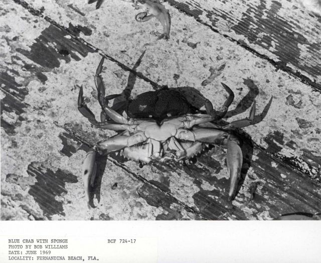 Blue crab (Callinectes sapidus) with sponge Picture
