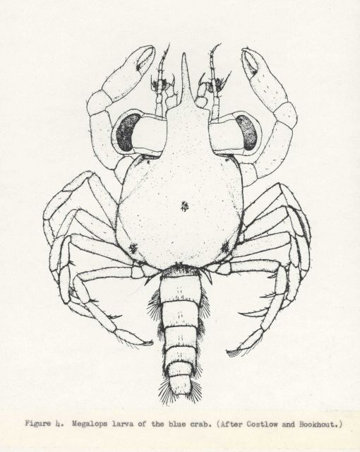 Megalops larva of the blue crab (Callinectes sapidus) Picture