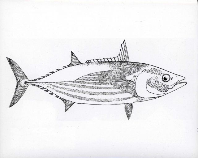 Fish art - Bonito (Gynmosarda pelamis) Picture