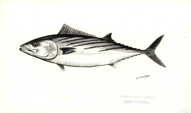 Fish art by G Picture