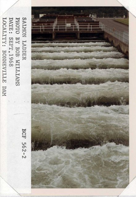 Salmon ladder at Bonneville Dam Picture