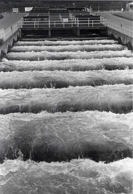 Salmon ladder at Bonneville Dam Picture