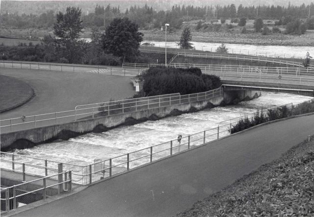 Salmon ladder at Bonneville Dam Picture