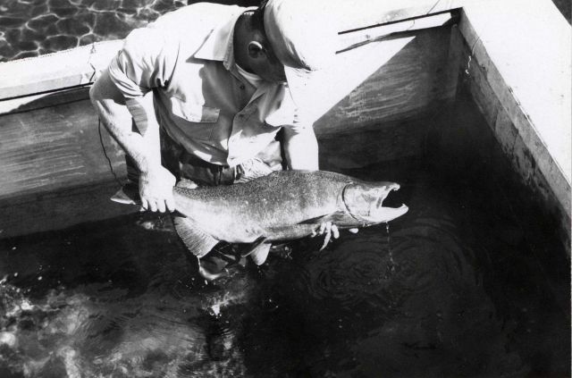 This salmon has been electro-paralyzed and is alive Picture