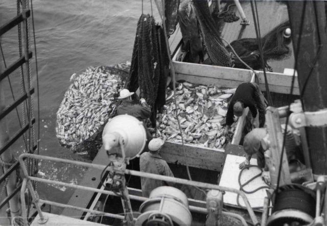Catch of bottom fish being landed during exploratory trawling off Oregon coast off the FWS vessel JOHN N Picture