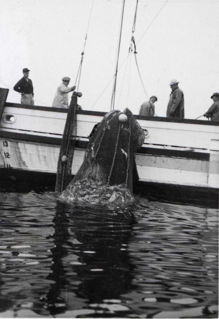 Bottom fish being brought over side during exploratory trawling off Oregon coast off the FWS vessel JOHN N Picture